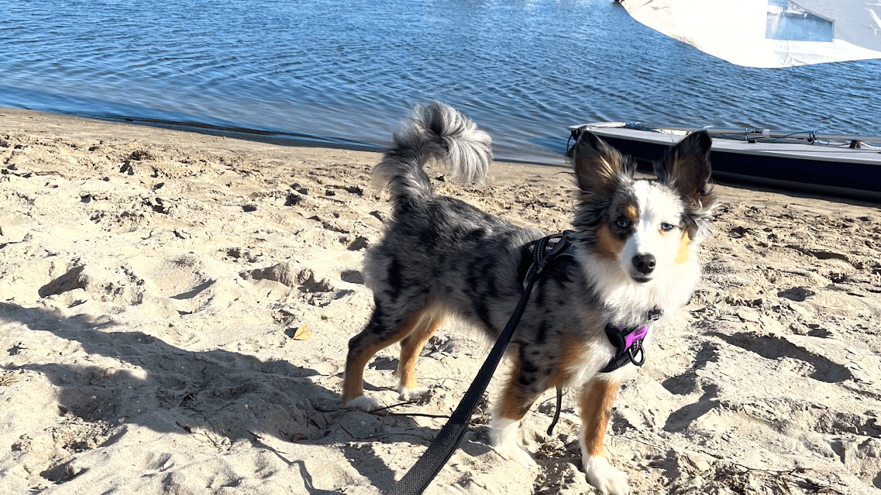 An Australian shepherd standing on the sandy shore at Tempe Town Lake, tail mid-wag.