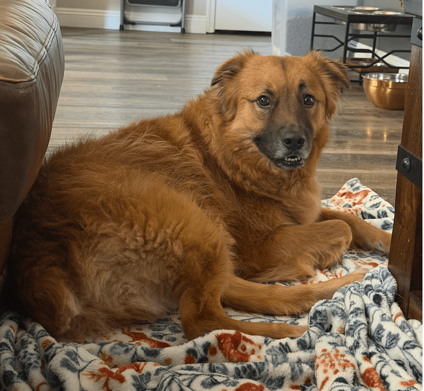 A fluffy golden chow mix curled up on a patterned blanket, looking calm at home.