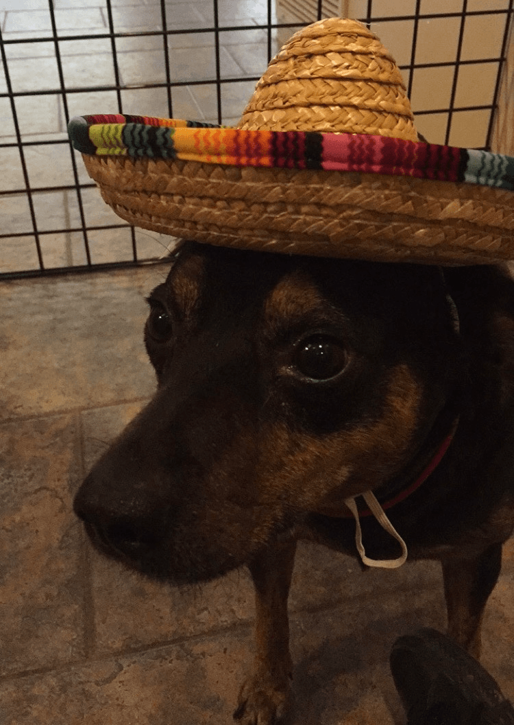 A black and tan dog wearing a colorful straw sombrero, looking up patiently.