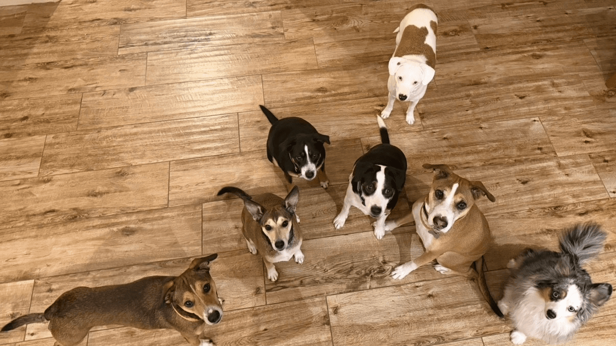 The whole pack gathered together at home, the dogs we know best.