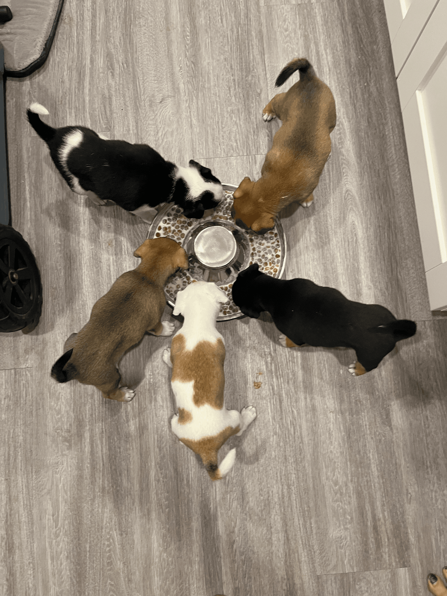 Five puppies gathered in a circle around a shared food bowl, viewed from above.