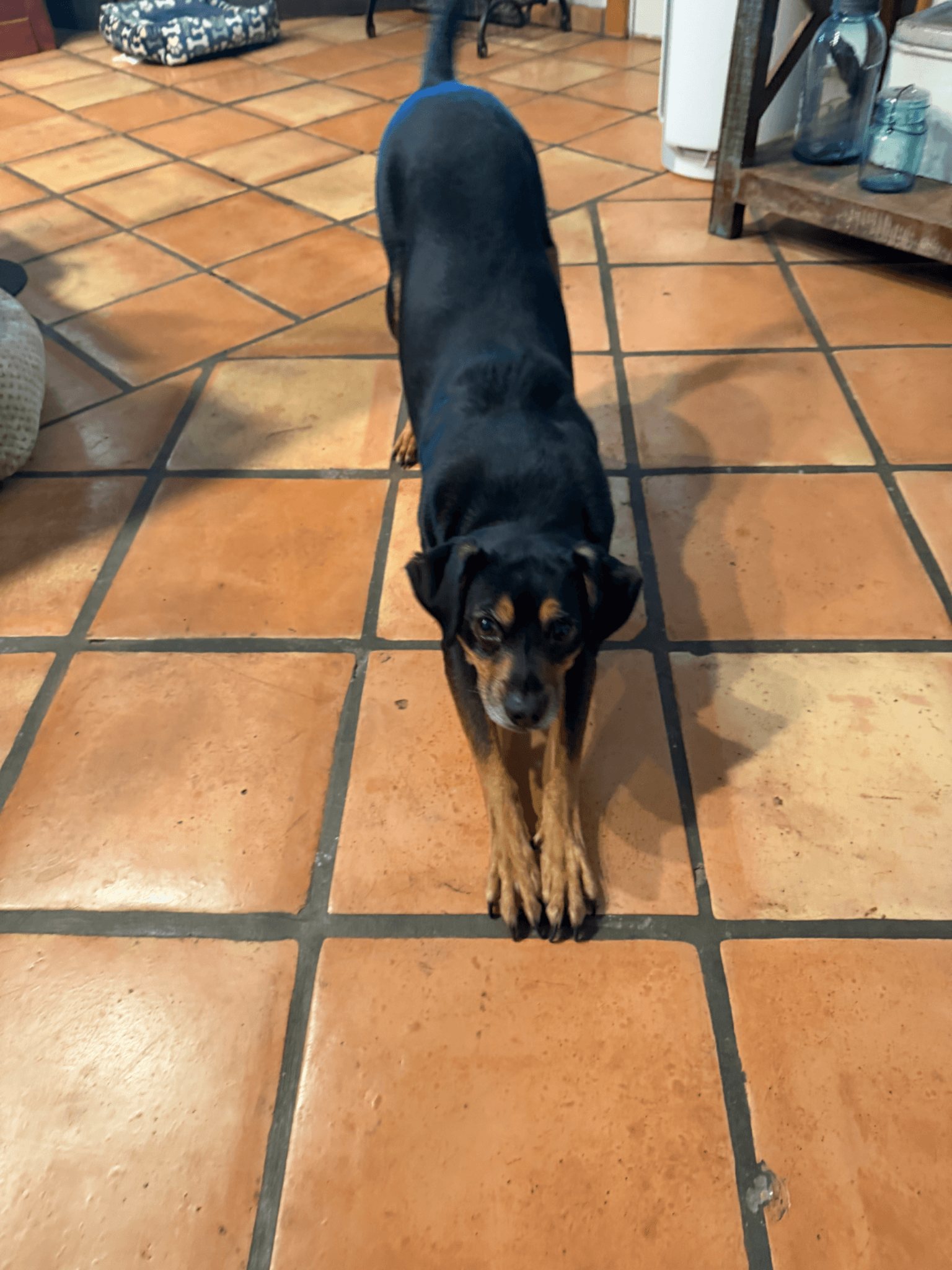 A black and tan rottweiler mix mid-stretch on purplecotta floor tile.