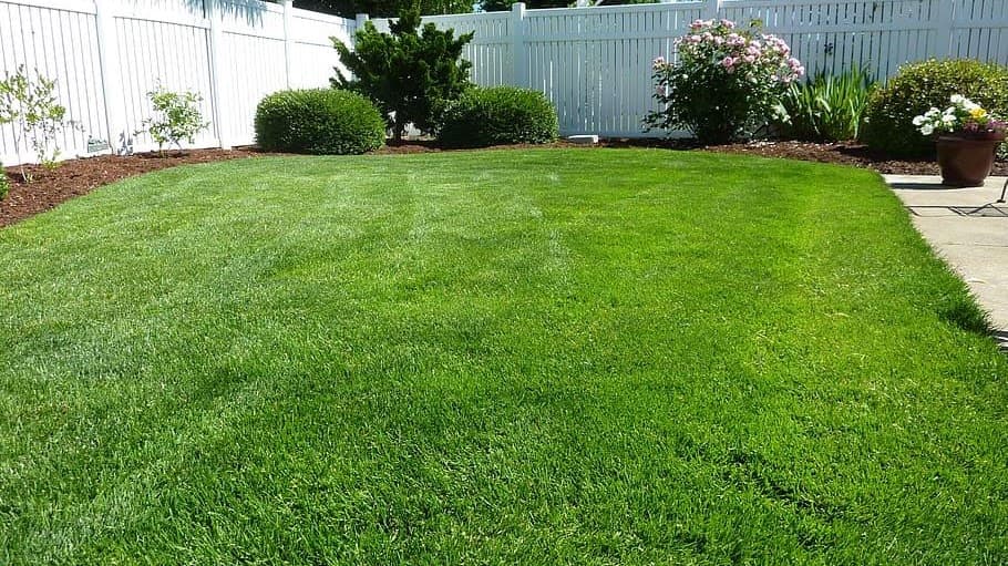 A fresh, bright green backyard lawn bordered by a clean white fence and tidy plants.