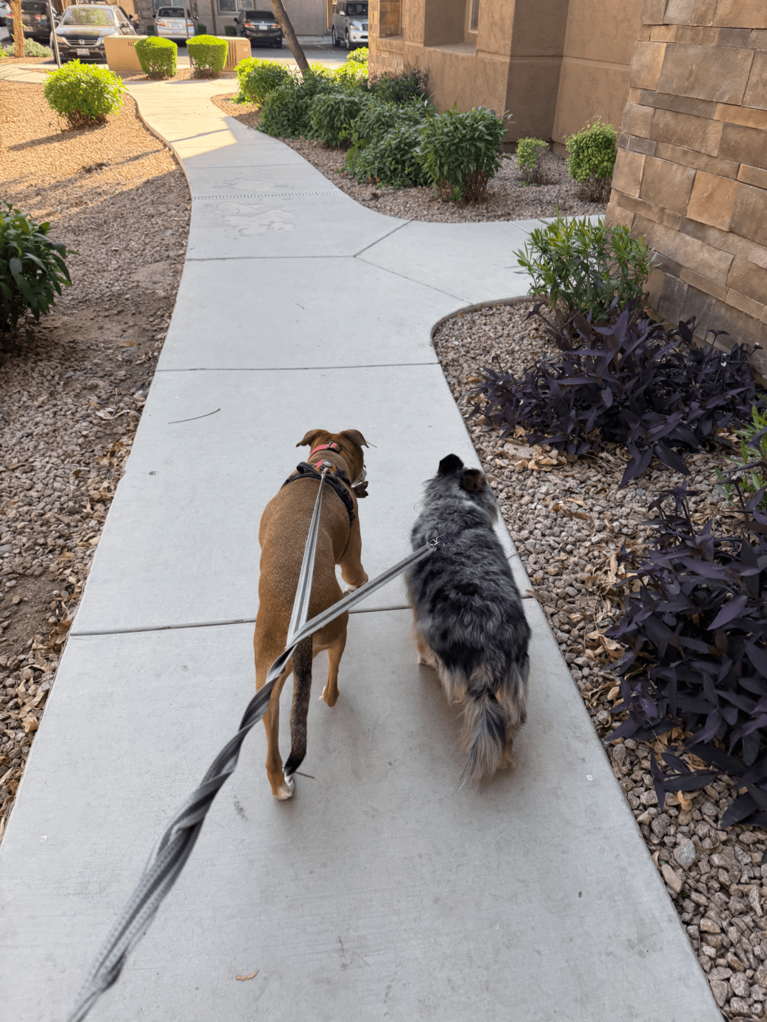 Two dogs walking side by side on leash down a sunlit Phoenix sidewalk lined with desert plants.